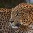 Armen_Macalister
